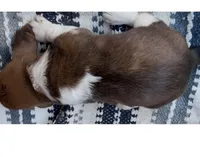 Magnolia , a female Basset Hound for sale in Schulenburg, TX – 2 of 8