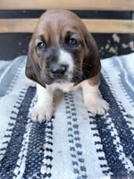 Eleanor, a female Basset Hound for sale in Schulenburg, TX – 7 of 9