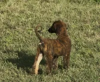 Blue Collar , a male Afghan Hound for sale in Schulenburg, TX – 4 of 10