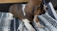 Magnolia , a female Basset Hound for sale in Schulenburg, TX – 5 of 8
