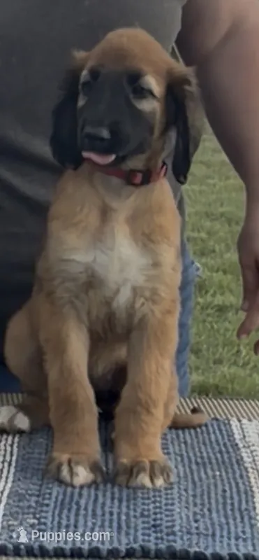 Illusion – Afghan Hound puppy for sale in Schulenburg, TX