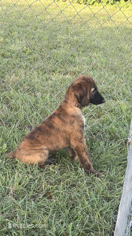 Brown collar aka Link – Afghan Hound puppy for sale in Schulenburg, TX