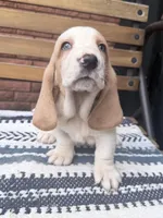 Lucky🍀, a male Basset Hound for sale in Schulenburg, TX – Photo 2 of 8