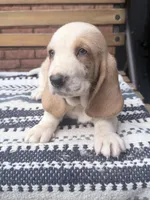 Lucky🍀, a male Basset Hound for sale in Schulenburg, TX – Photo 7 of 8
