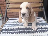 Lucky🍀, a male Basset Hound for sale in Schulenburg, TX – Photo 3 of 8