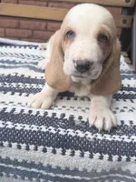 Lucky🍀, a male Basset Hound for sale in Schulenburg, TX – Photo 6 of 8