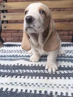 Lucky🍀, a male Basset Hound for sale in Schulenburg, TX – Photo 4 of 8