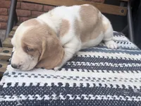 Lucky🍀, a male Basset Hound for sale in Schulenburg, TX – Photo 8 of 8