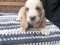 Lucky🍀, a male Basset Hound for sale in Schulenburg, TX – Photo 5 of 8