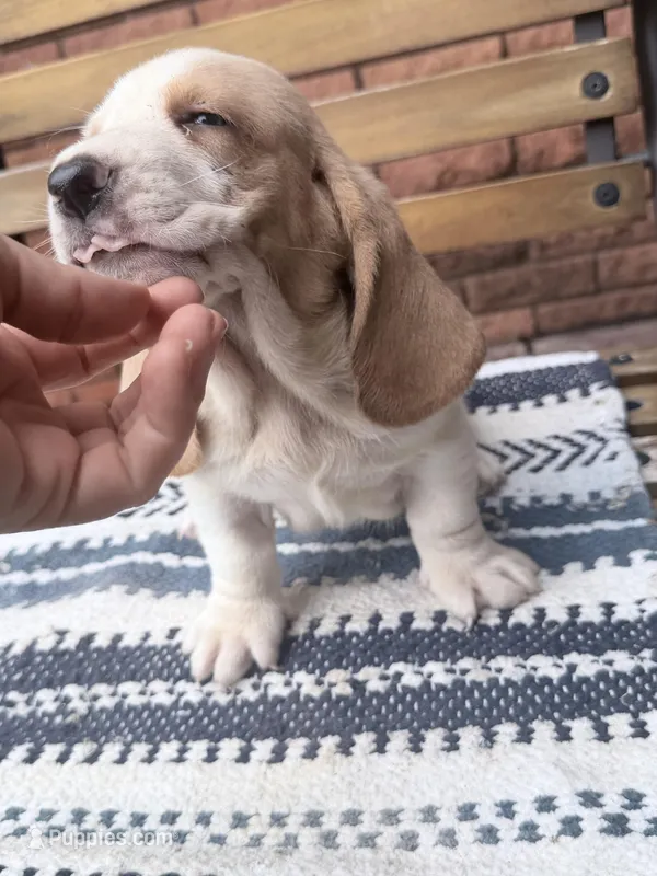 Lucky🍀 – Basset Hound puppy for sale in Schulenburg, TX