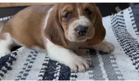Pumpkin , a female Basset Hound for sale in Schulenburg, TX – 6 of 7