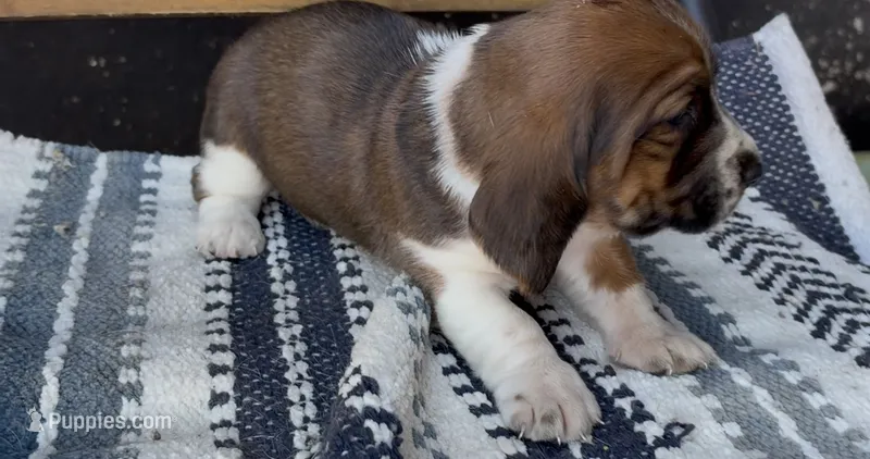 Magnolia  – Basset Hound puppy for sale in Schulenburg, TX
