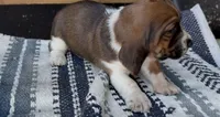 Magnolia , a female Basset Hound for sale in Schulenburg, TX – 1 of 8