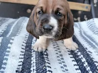 Eleanor, a female Basset Hound for sale in Schulenburg, TX – 6 of 9