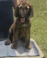 Blue Collar , a male Afghan Hound for sale in Schulenburg, TX – 6 of 10