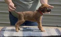 Red  Collar , a male Afghan Hound for sale in Schulenburg, TX – 5 of 6