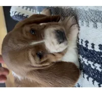 Waffles, a male Basset Hound for sale in Schulenburg, TX – 2 of 6