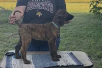 Light Blue Collar aka Lois, a female Afghan Hound for sale in Schulenburg, TX – 3 of 10