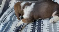 Magnolia , a female Basset Hound for sale in Schulenburg, TX – 8 of 8