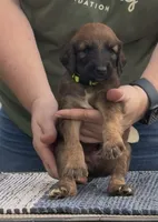 Neon collar aka Link, a male Afghan Hound for sale in Schulenburg, TX – 5 of 5