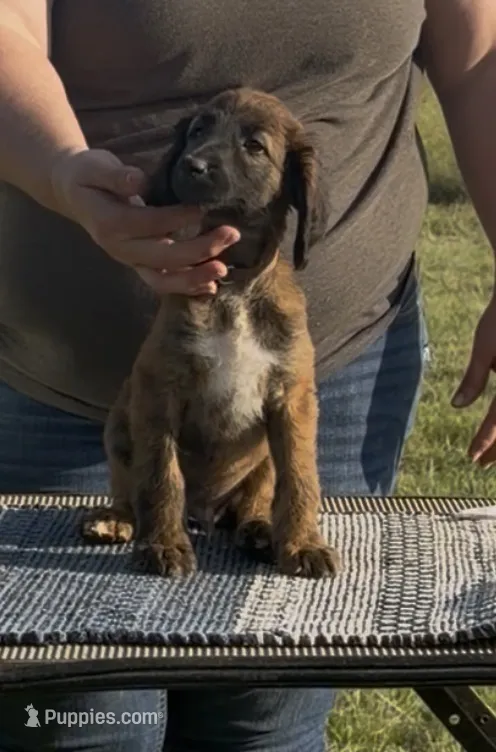 Brown collar aka Link – Afghan Hound puppy for sale in Schulenburg, TX