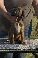 Brown collar aka Link, a male Afghan Hound for sale in Schulenburg, TX – 1 of 5