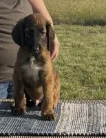 Brown collar aka Link, a male Afghan Hound for sale in Schulenburg, TX – 2 of 5