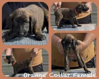 Orange collar Aka Noodle, a female Afghan Hound for sale in Schulenburg, TX – 6 of 6