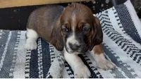 Magnolia , a female Basset Hound for sale in Schulenburg, TX – 3 of 8