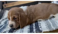 Waffles, a male Basset Hound for sale in Schulenburg, TX – 4 of 6