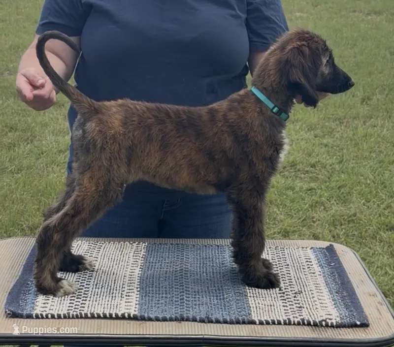 Green  Collar (Minnow) – Afghan Hound puppy for sale in Schulenburg, TX
