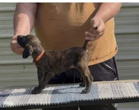 Orange collar Aka Noodle, a female Afghan Hound for sale in Schulenburg, TX – 3 of 6