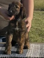 Blue Collar , a male Afghan Hound for sale in Schulenburg, TX – 2 of 6