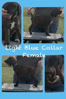 Light Blue Collar aka Lois, a female Afghan Hound for sale in Schulenburg, TX – 5 of 5