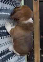 Eleanor, a female Basset Hound for sale in Schulenburg, TX – 5 of 9