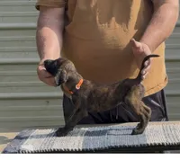 Orange collar Aka Noodle, a female Afghan Hound for sale in Schulenburg, TX – 4 of 6