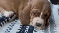 Waffles, a male Basset Hound for sale in Schulenburg, TX – 1 of 6