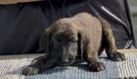 Orange collar Aka Noodle, a female Afghan Hound for sale in Schulenburg, TX – 5 of 6