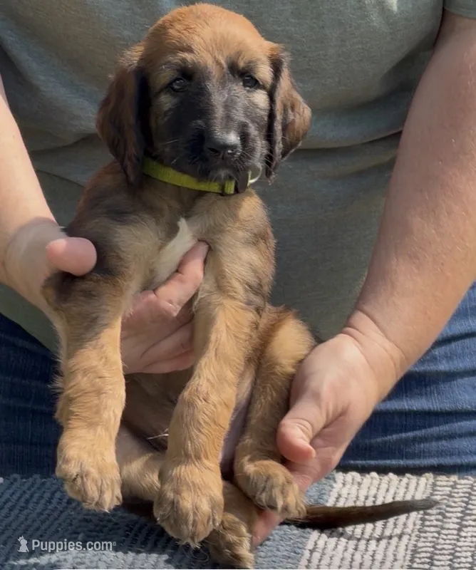 Neon collar aka Link – Afghan Hound puppy for sale in Schulenburg, TX