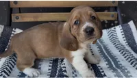 Clementine, a female Basset Hound for sale in Schulenburg, TX – 2 of 7