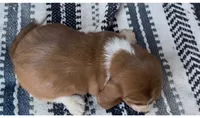 Waffles, a male Basset Hound for sale in Schulenburg, TX – 3 of 6