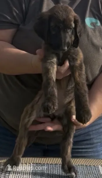Orange collar Aka Noodle – Afghan Hound puppy for sale in Schulenburg, TX