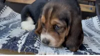 Mabel, a female Basset Hound for sale in Schulenburg, TX – 4 of 6
