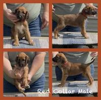 Red  Collar , a male Afghan Hound for sale in Schulenburg, TX – 6 of 6