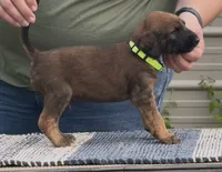 Neon collar aka Link, a male Afghan Hound for sale in Schulenburg, TX – 4 of 5