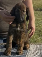Blue Collar , a male Afghan Hound for sale in Schulenburg, TX – 1 of 6