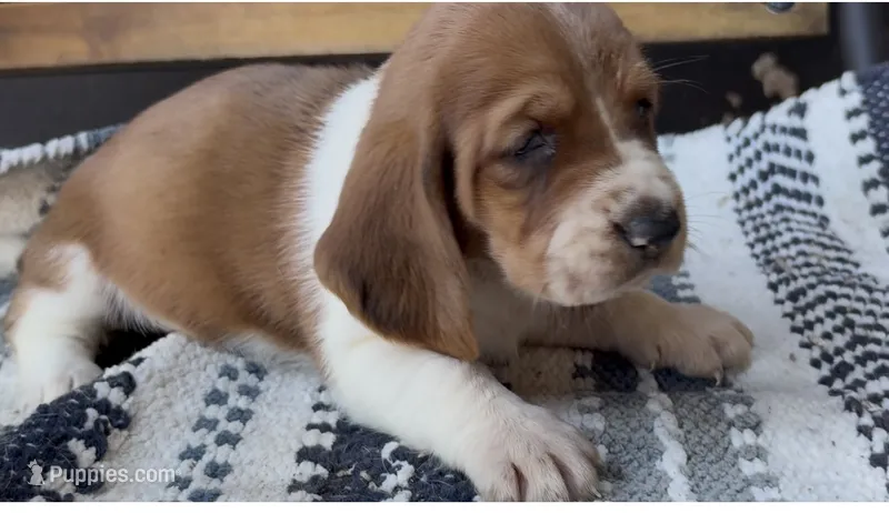 Pumpkin  – Basset Hound puppy for sale in Schulenburg, TX