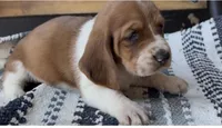 Pumpkin , a female Basset Hound for sale in Schulenburg, TX – 1 of 7