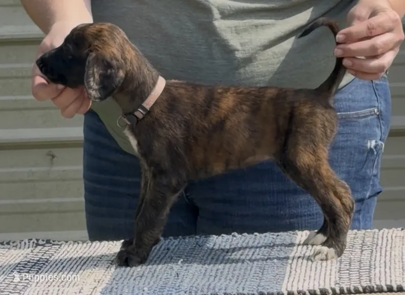 Purple Collar (Jade) – Afghan Hound puppy for sale in Schulenburg, TX
