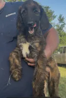 Light Blue Collar aka Lois, a female Afghan Hound for sale in Schulenburg, TX – 4 of 10